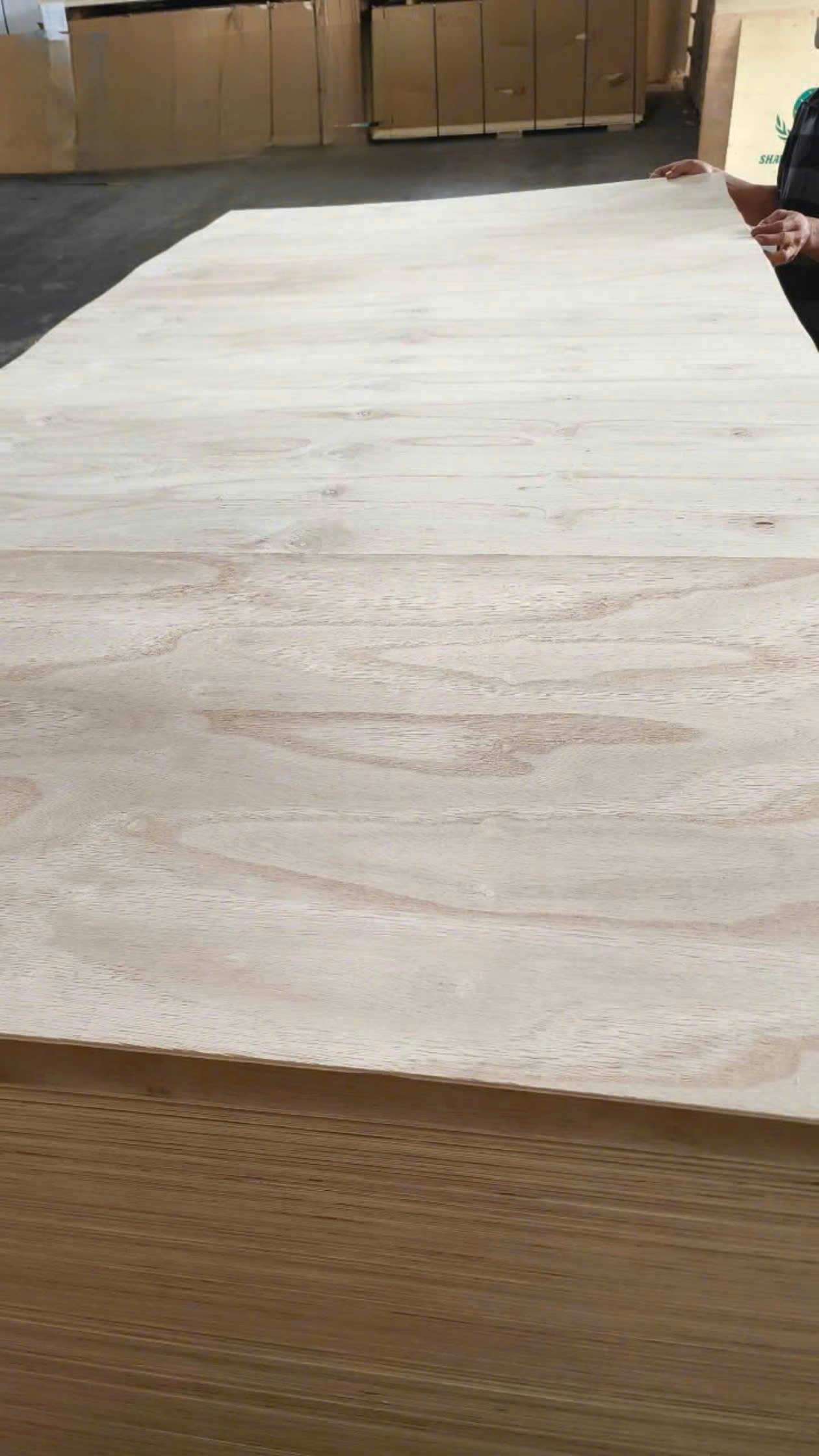 Bent plywood cốt Paulownia